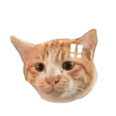 Kucing gumus 19