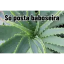 Trocadalho do carilho 6