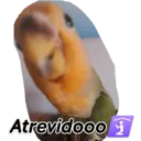 Animales 6