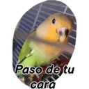 Animales 10