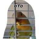 Animales 15