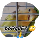 Animales 16