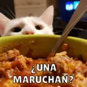Michis Para Ti pt.11🐱❤️ 2