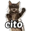 @Harley Stickers cito