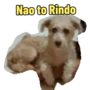 Não Rir 29