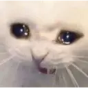 Gatinhos chorando 1