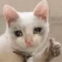 Gatinhos chorando 2