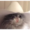 Gatinhos chorando 3