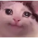 Gatinhos chorando 4