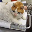 NOT EXCEED FO ADE OF FAT Myrstly 118