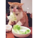 Gatinhos chorando 6