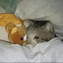 Gatinhos chorando 7