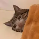 Gatinhos chorando 8