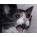Gatinhos chorando 9