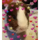 Pets 1