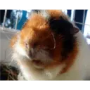 Pets 3