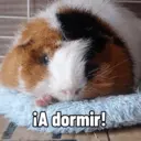 Pets 4