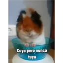 Pets 5