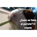 Pets 6
