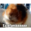 Pets 7