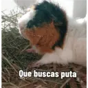 Pets 8