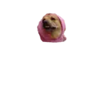 Pets 9