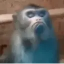 Dilo con changuitos ? 5