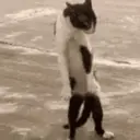Animales Divertidos MOV 1? 5