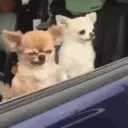 Animales Divertidos MOV 1? 6