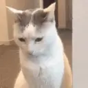 Animales Divertidos MOV 1? 7