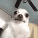 Animales Divertidos MOV 1? 8