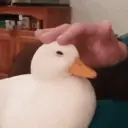 Animales Divertidos MOV 1? 9