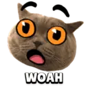 Funny Animals 2
