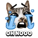 Funny Animals 3