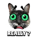Funny Animals 7