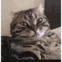 ? GATINHO MEMES 6