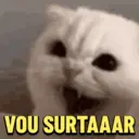 ? GATINHO MEMES 8