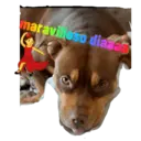 Perritos UwU OwO :D 1