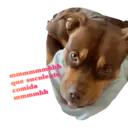 Perritos UwU OwO :D 5