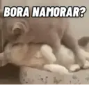 CATS 😸 5