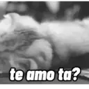 CATS 😸 6