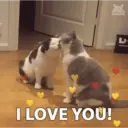 CATS 😸 7