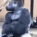 ? Gorilas MOV 7
