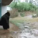 ? Gorilas MOV 8