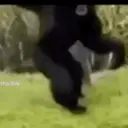 El kun Bailando 6