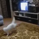 El kun Bailando 9