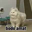 Kocheng lucu 2
