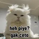 Kocheng lucu 4
