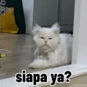 Kocheng lucu 6