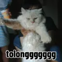 Kocheng lucu 7